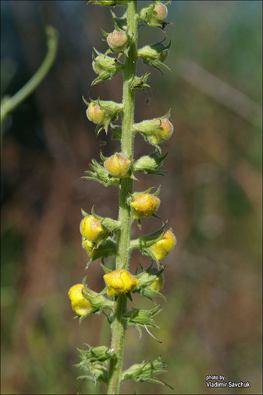 Image of Verbascum blattaria specimen.