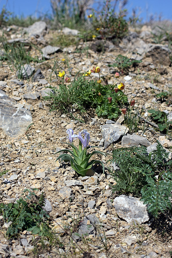 Image of Juno willmottiana specimen.