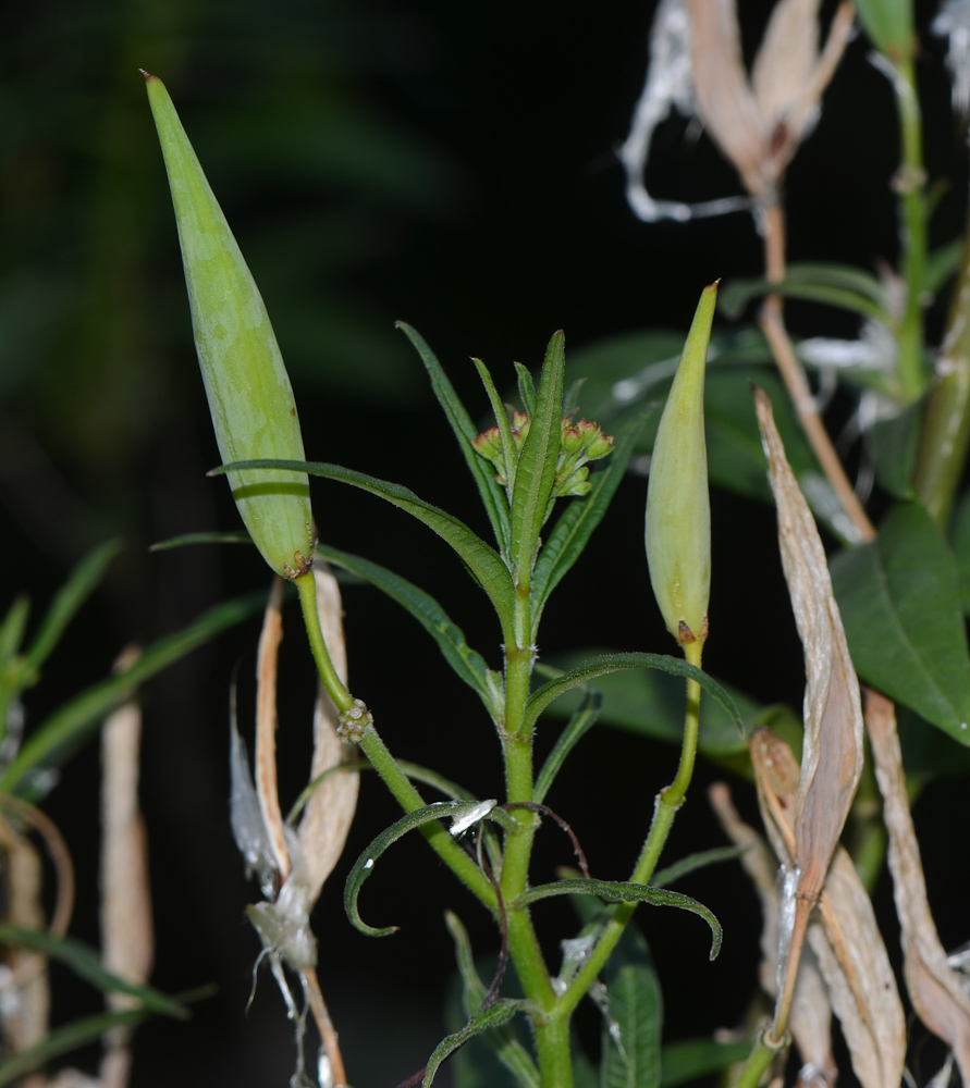 Image of Asclepias curassavica specimen.