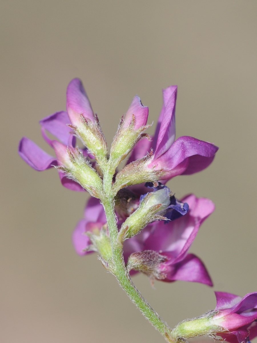 Image of Oxytropis ervicarpa specimen.