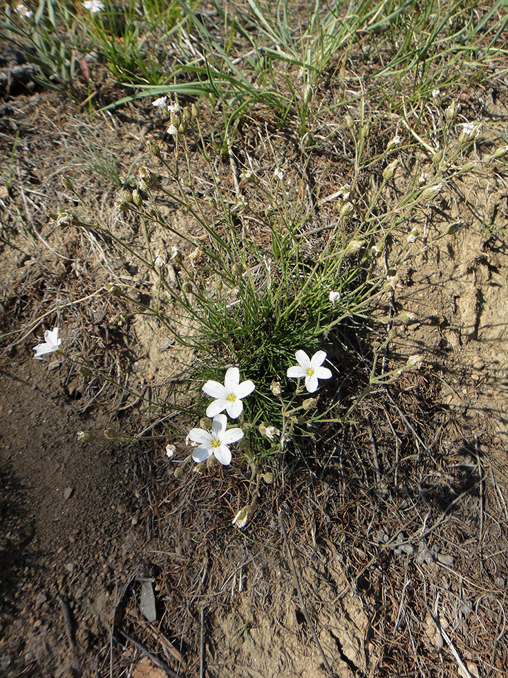 Image of Eremogone meyeri specimen.