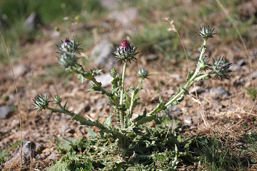 Изображение особи Cousinia microcarpa.