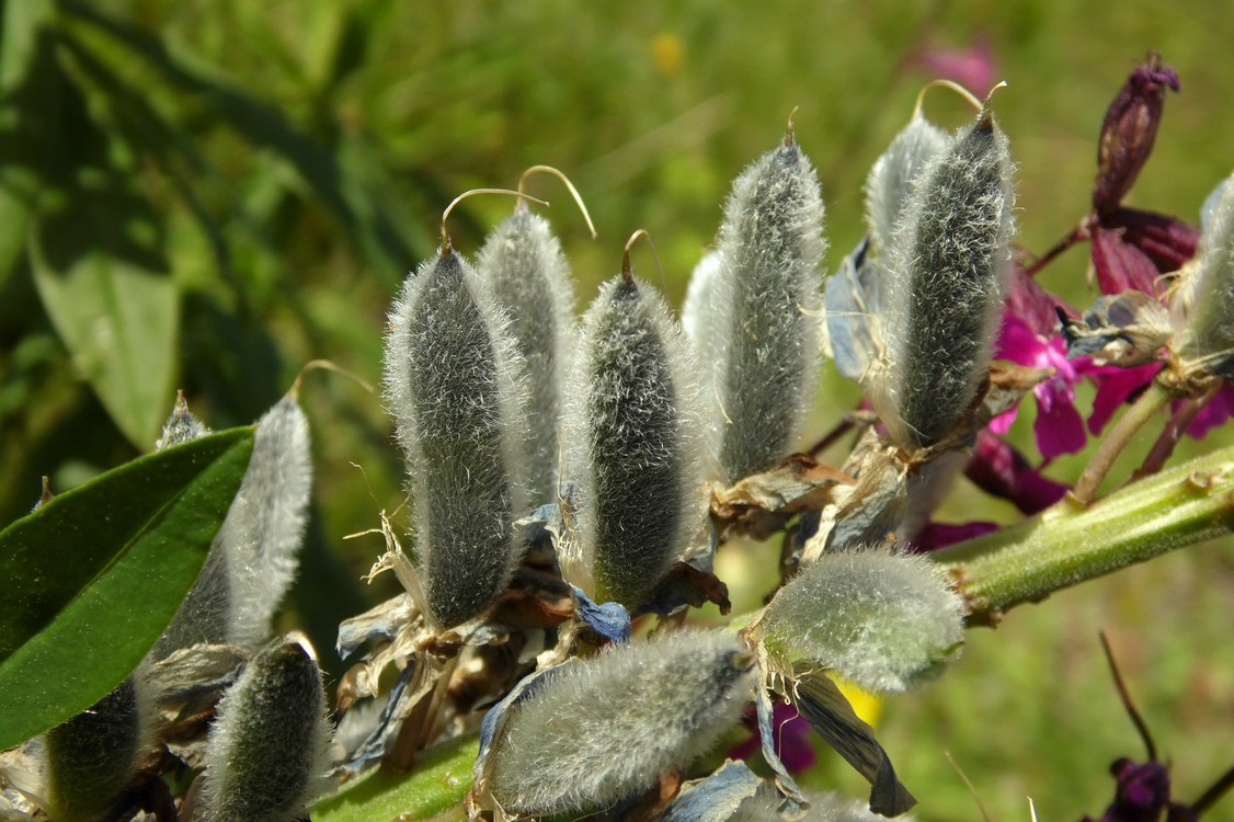 Image of Lupinus &times; regalis specimen.