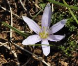 Colchicum doerfleri