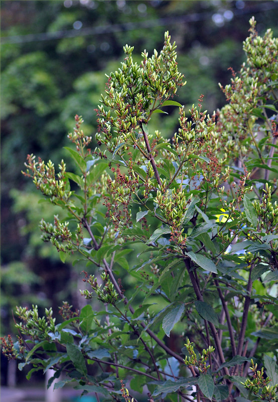 Image of Syringa josikaea specimen.