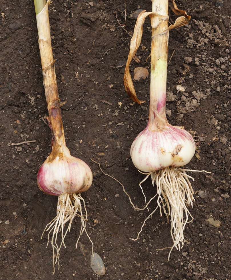 Image of Allium sativum specimen.