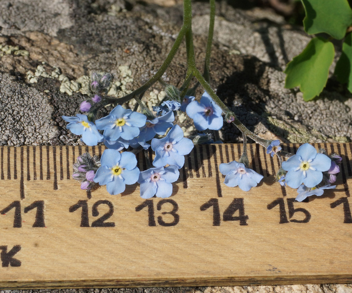 Image of Myosotis sylvatica specimen.