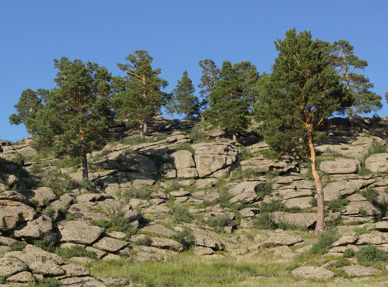 Изображение особи Pinus sylvestris.