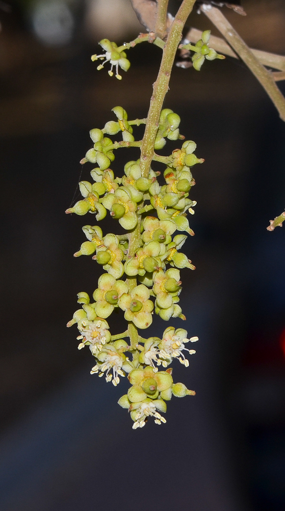 Image of Cupaniopsis anacardioides specimen.