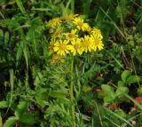 Senecio erucifolius. Верхушка цветущего растения. Иркутская обл., Иркутский р-н, окр. дер. Жердовка, суходольный луг. 14.08.2015.