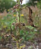 Mentha arvensis