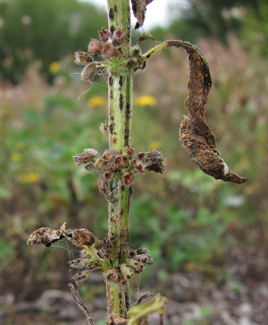 Image of Mentha arvensis specimen.