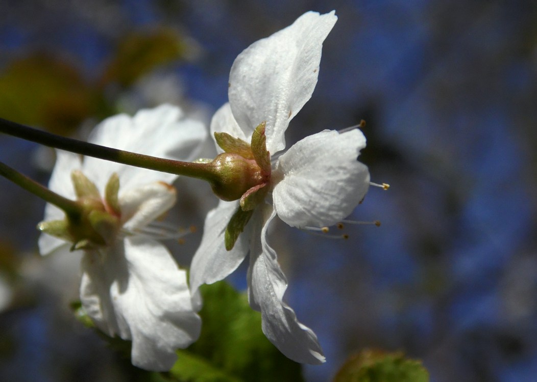 Image of Cerasus avium specimen.