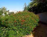 Lantana camara