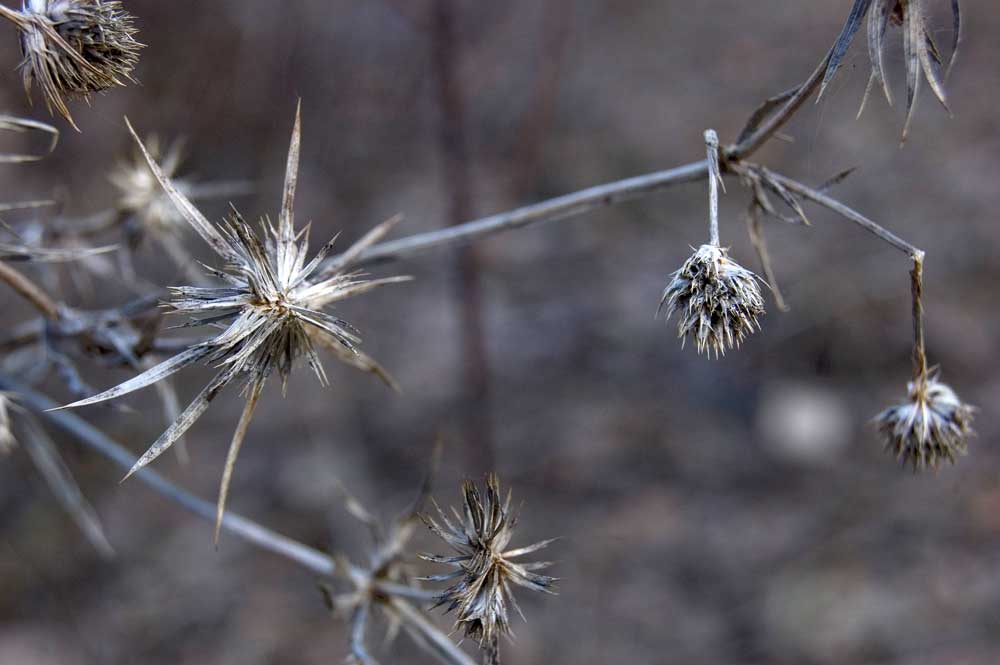 Изображение особи Eryngium planum.