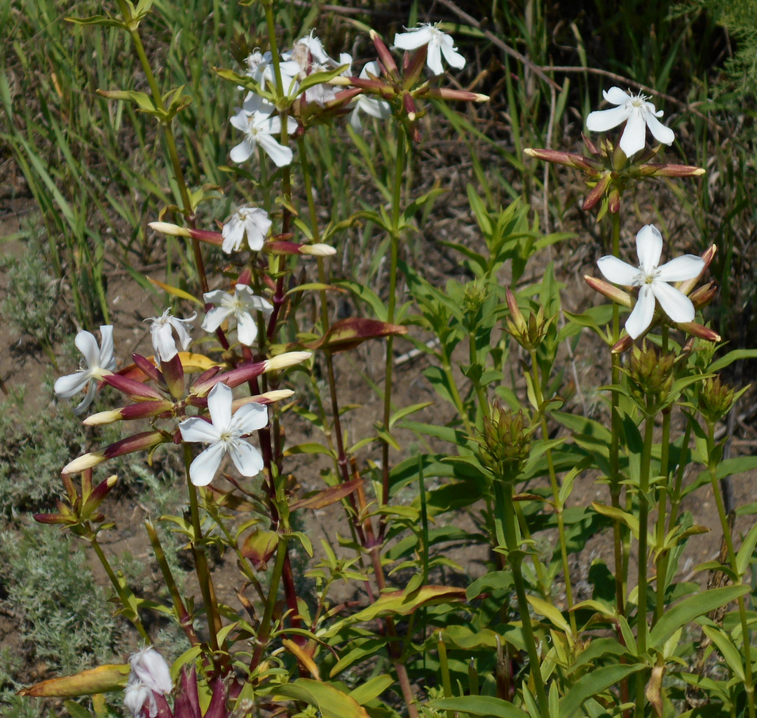 Image of Saponaria officinalis specimen.