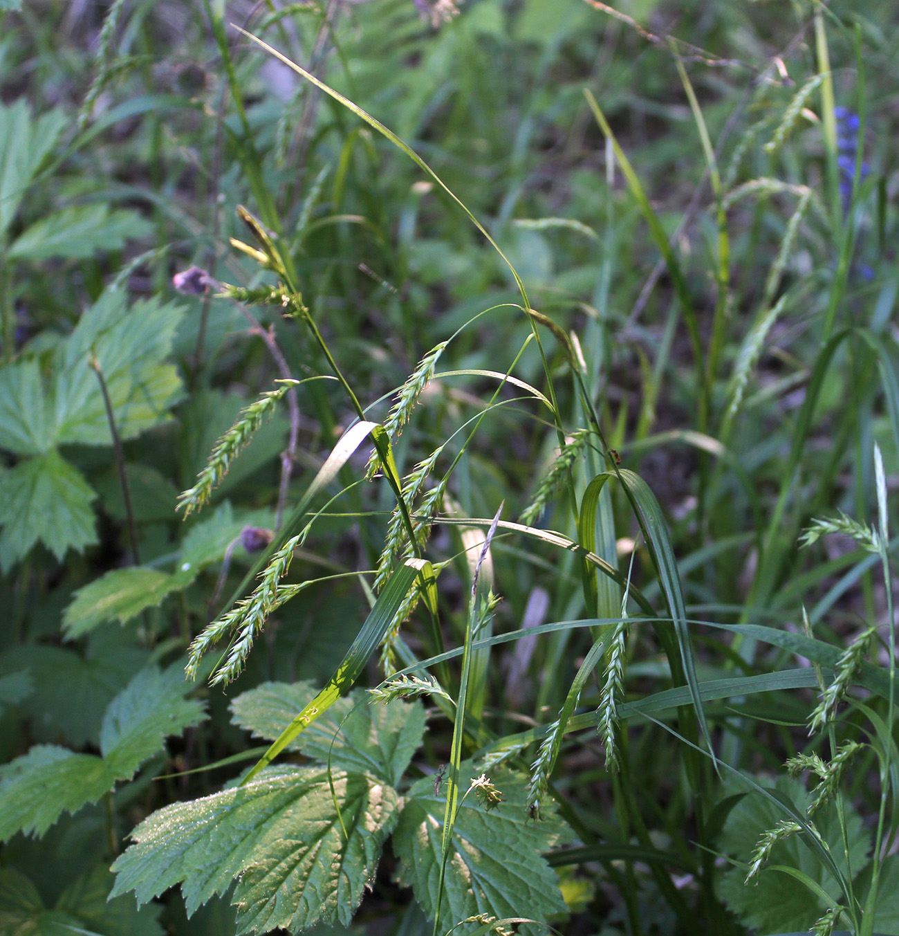 Image of Carex sylvatica specimen.