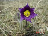 View full-size image Pulsatilla multifida