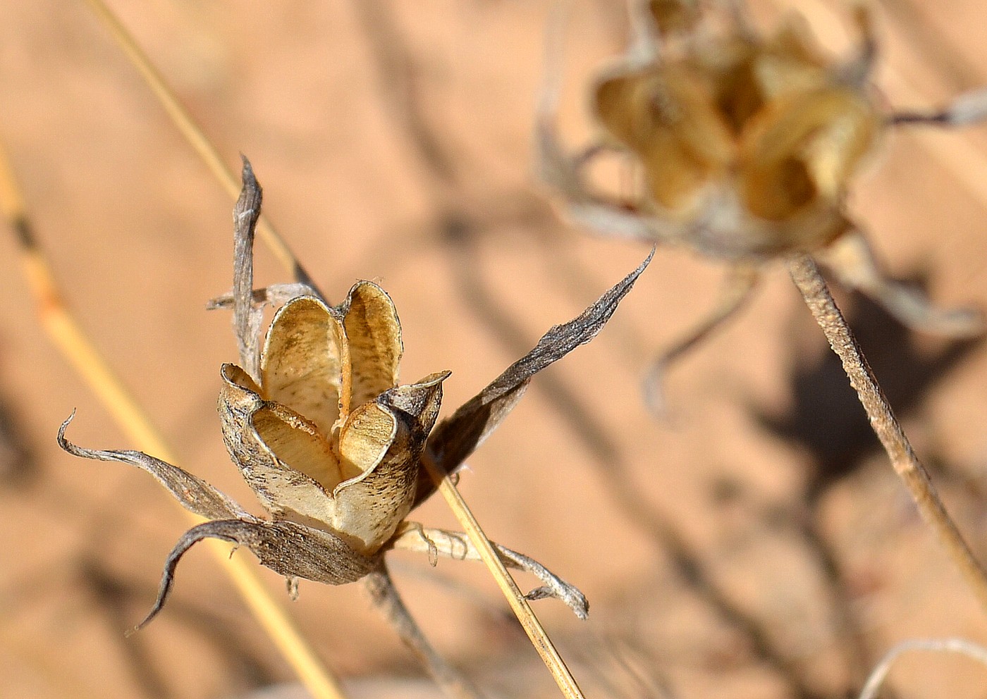 Image of genus Gagea specimen.