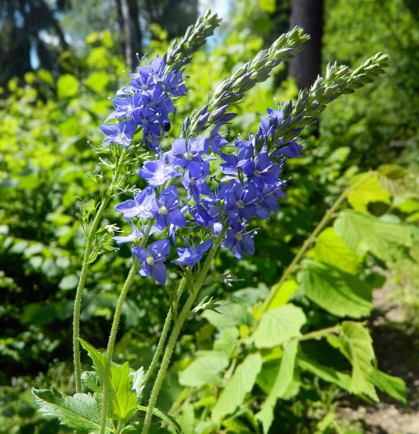 Image of Veronica teucrium specimen.