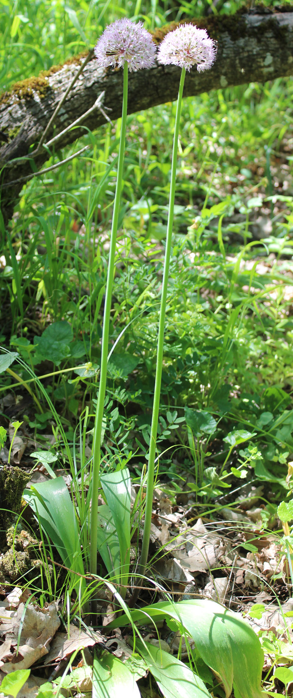 Image of Allium grande specimen.