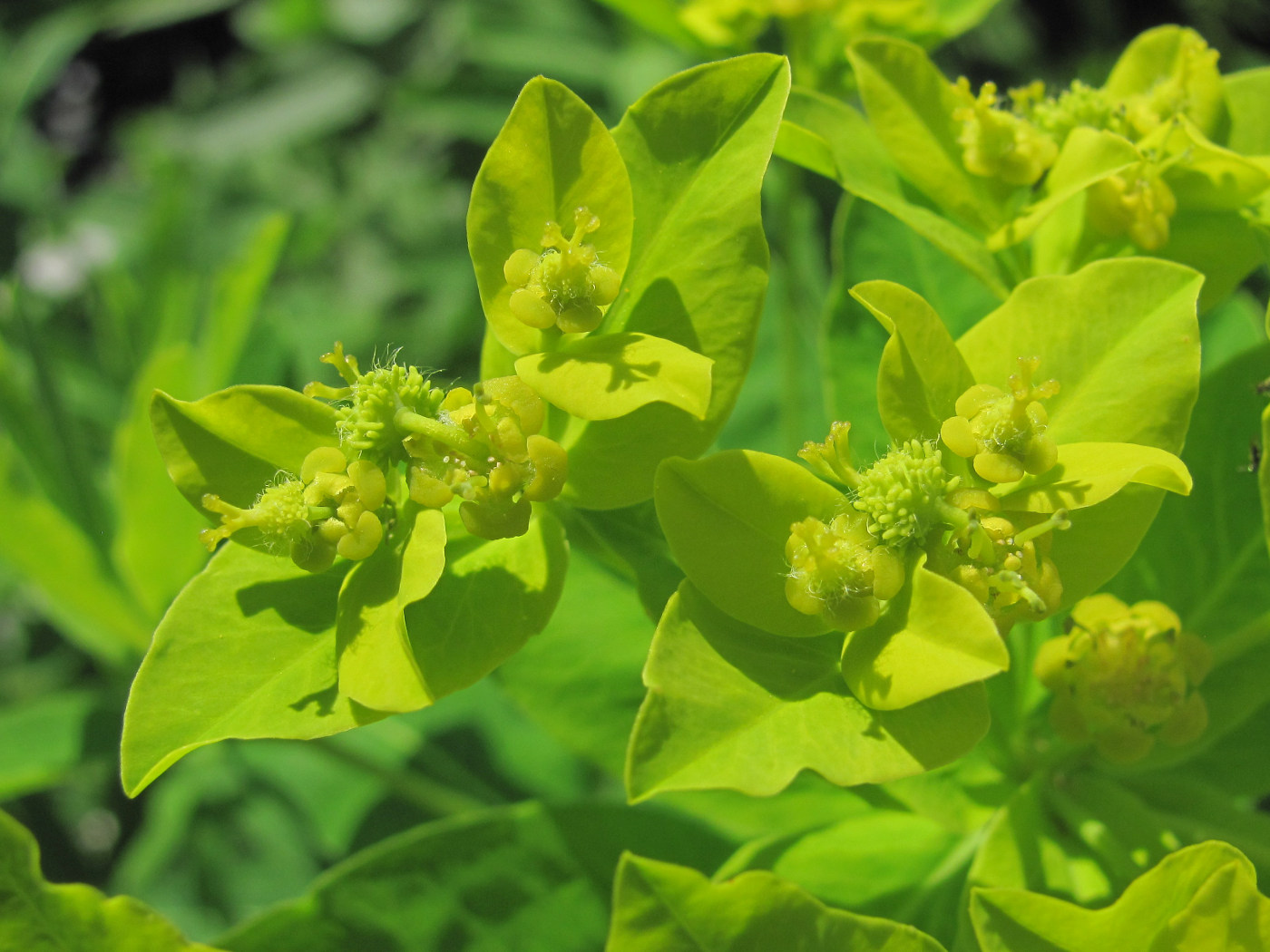 Изображение особи Euphorbia eugeniae.