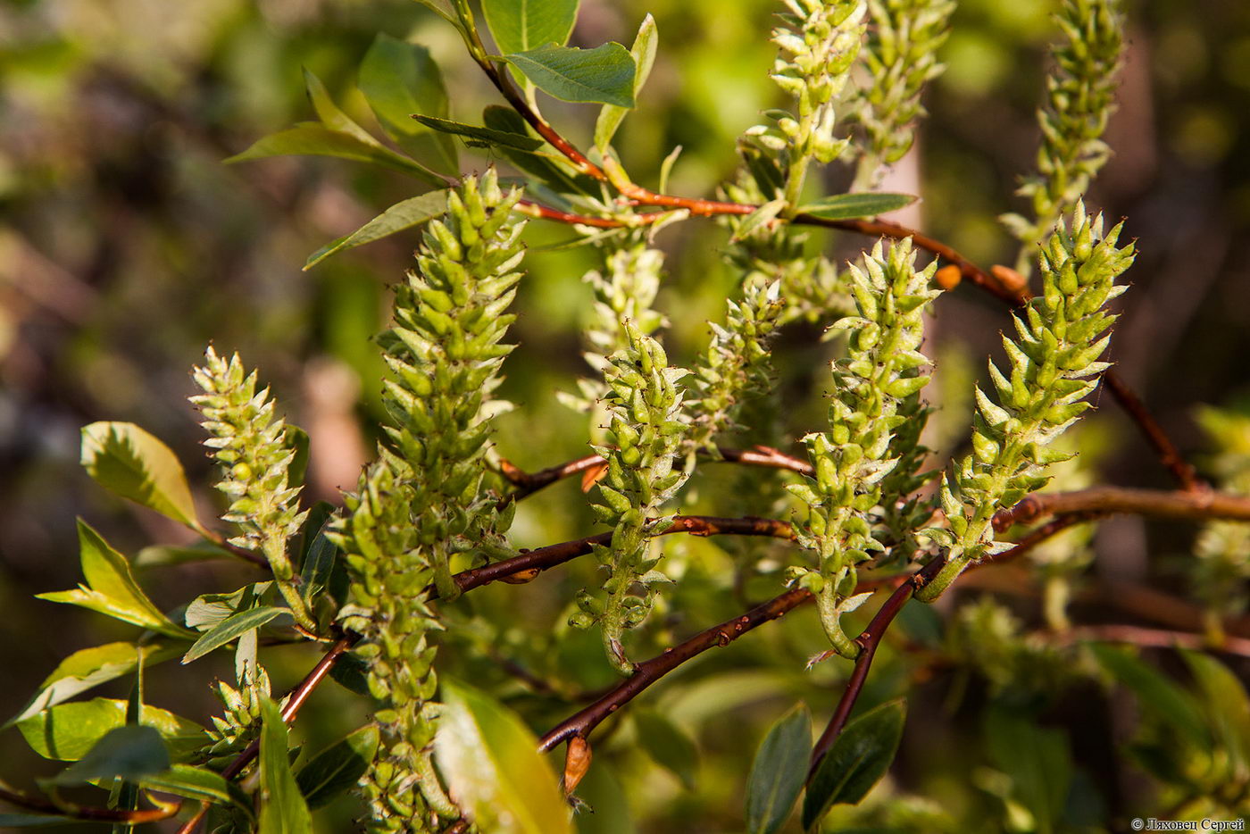 Image of Salix phylicifolia specimen.