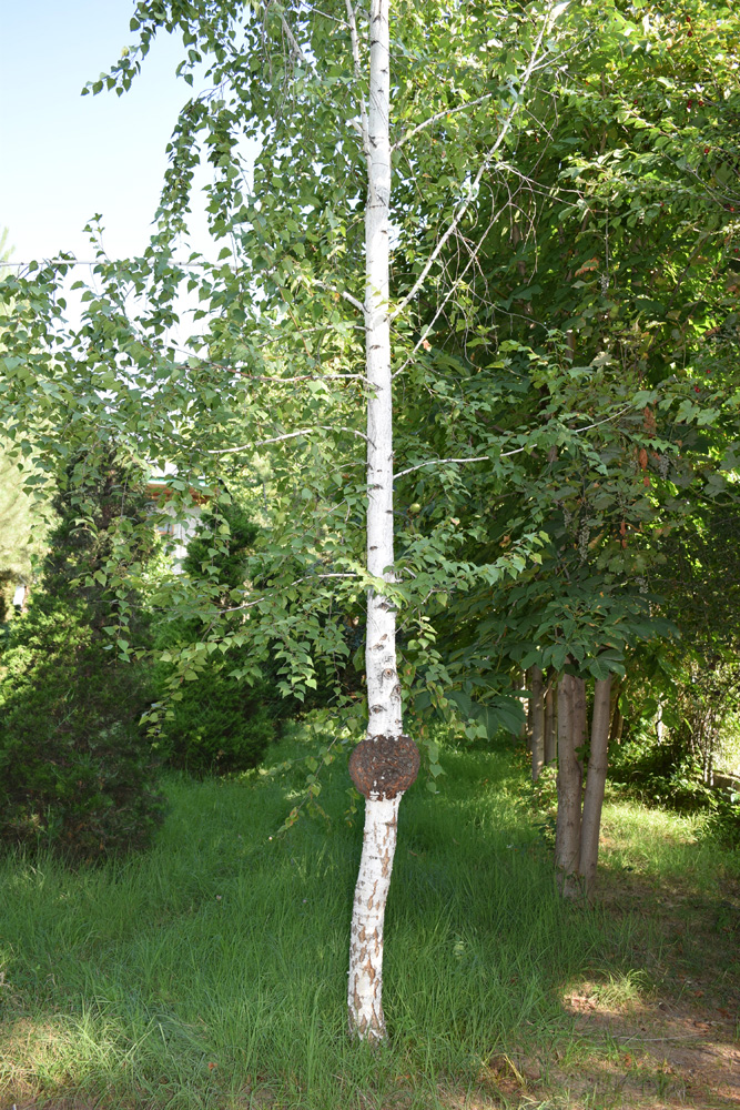 Image of genus Betula specimen.