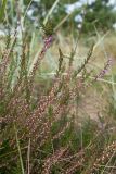 Calluna vulgaris