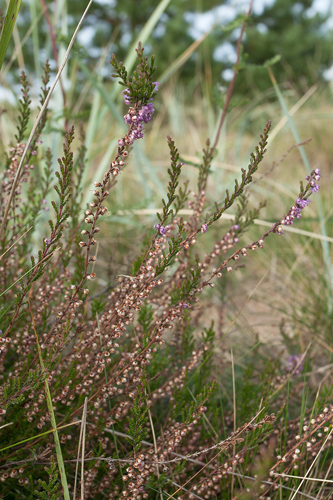 Изображение особи Calluna vulgaris.