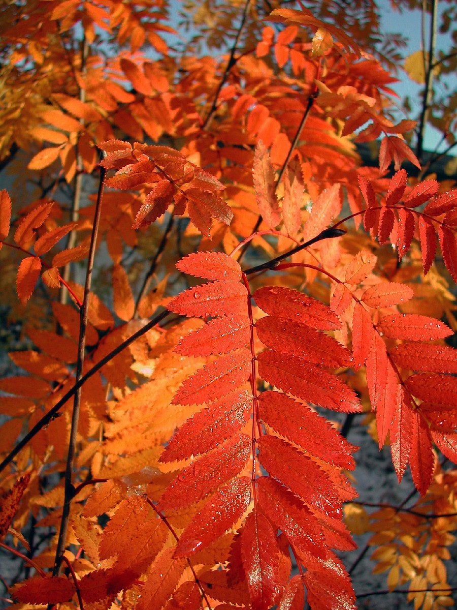 Image of Sorbus aucuparia ssp. glabrata specimen.