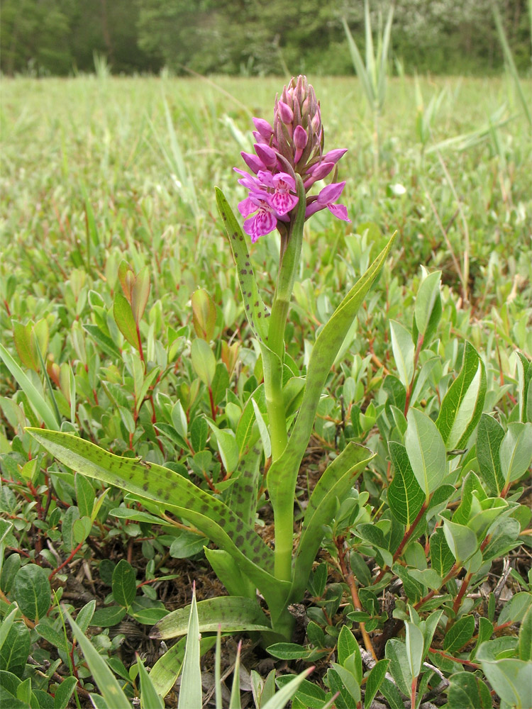 Изображение особи Dactylorhiza majalis.