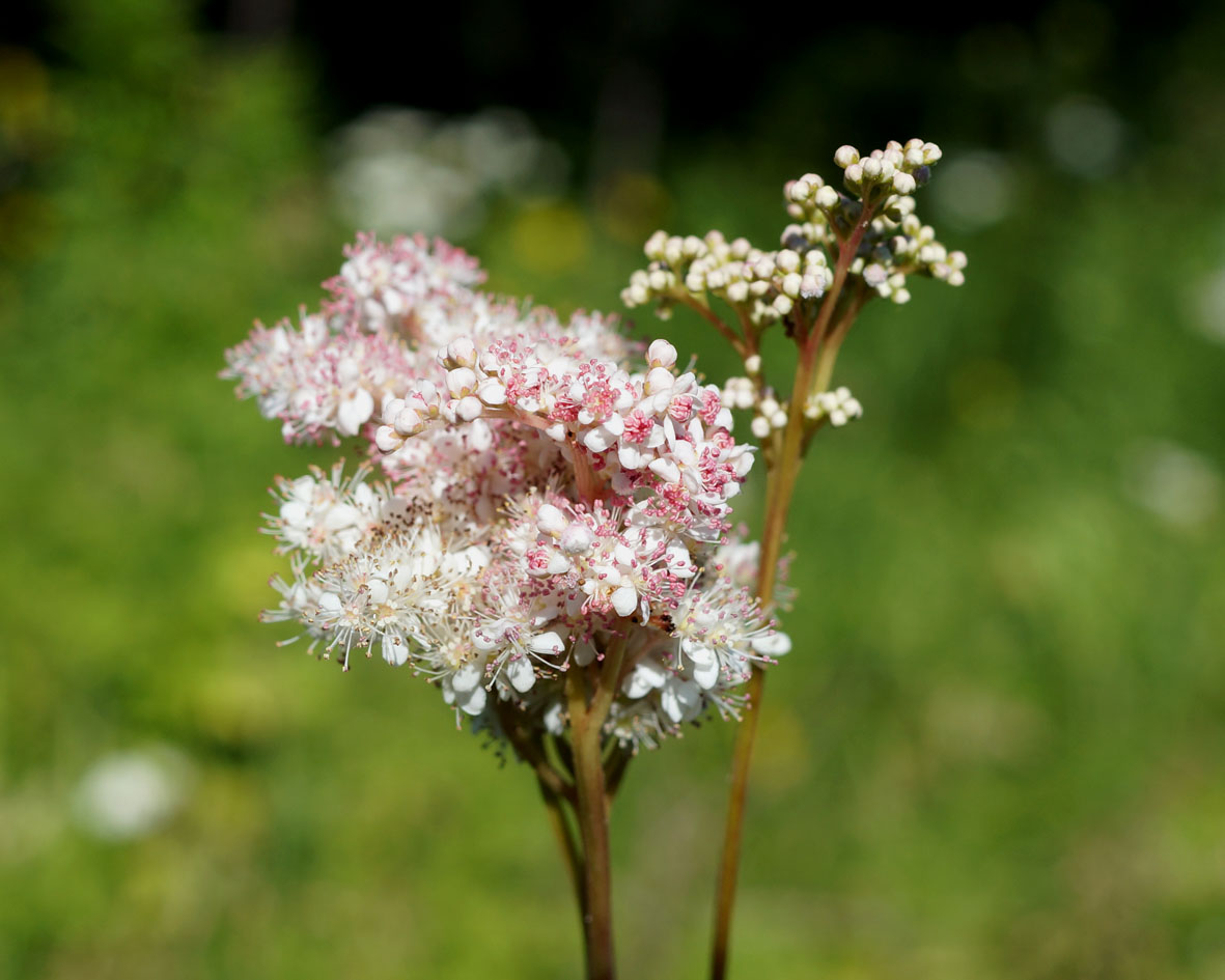 Изображение особи Filipendula palmata.