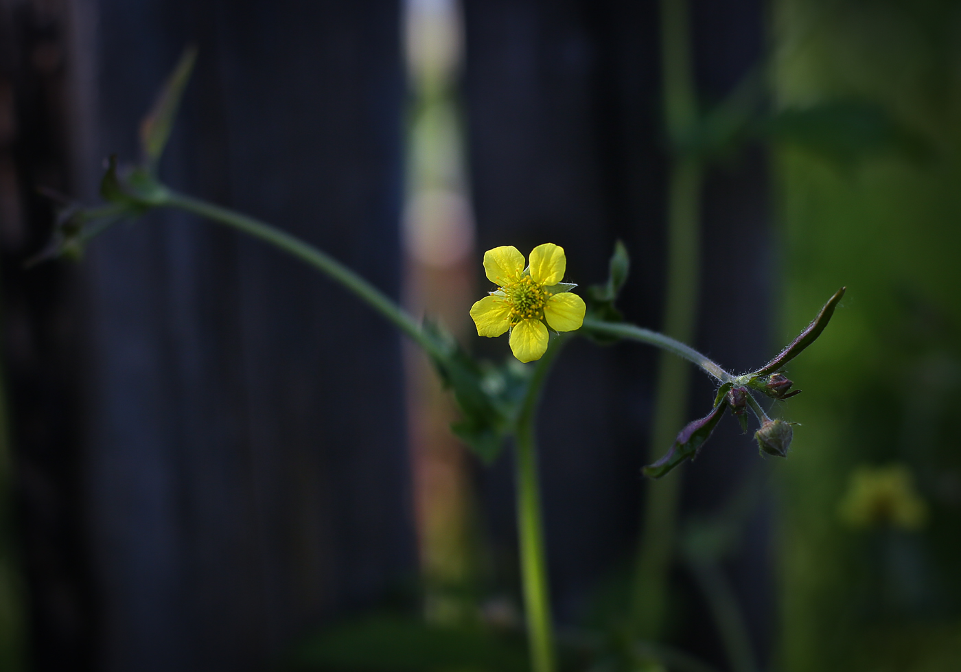 Изображение особи Geum urbanum.