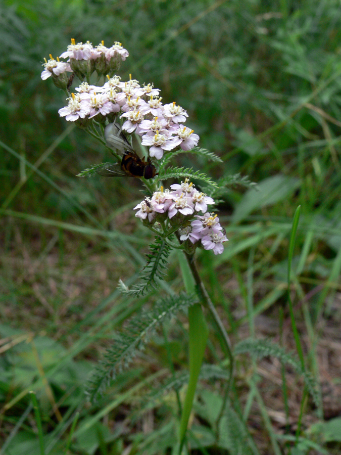 Изображение особи Achillea millefolium.