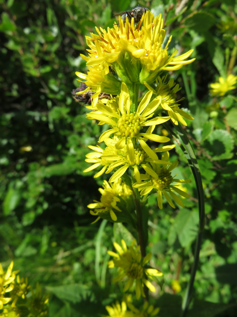 Изображение особи Solidago virgaurea.