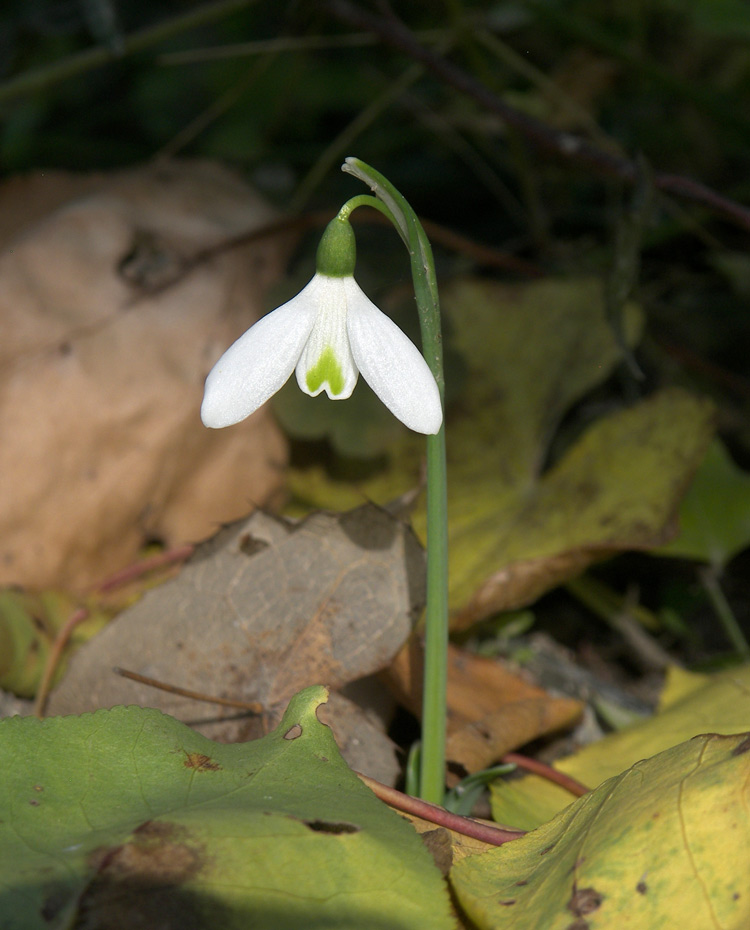 Изображение особи Galanthus peshmenii.