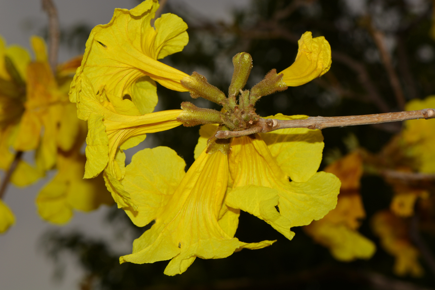 Изображение особи Handroanthus chrysanthus.