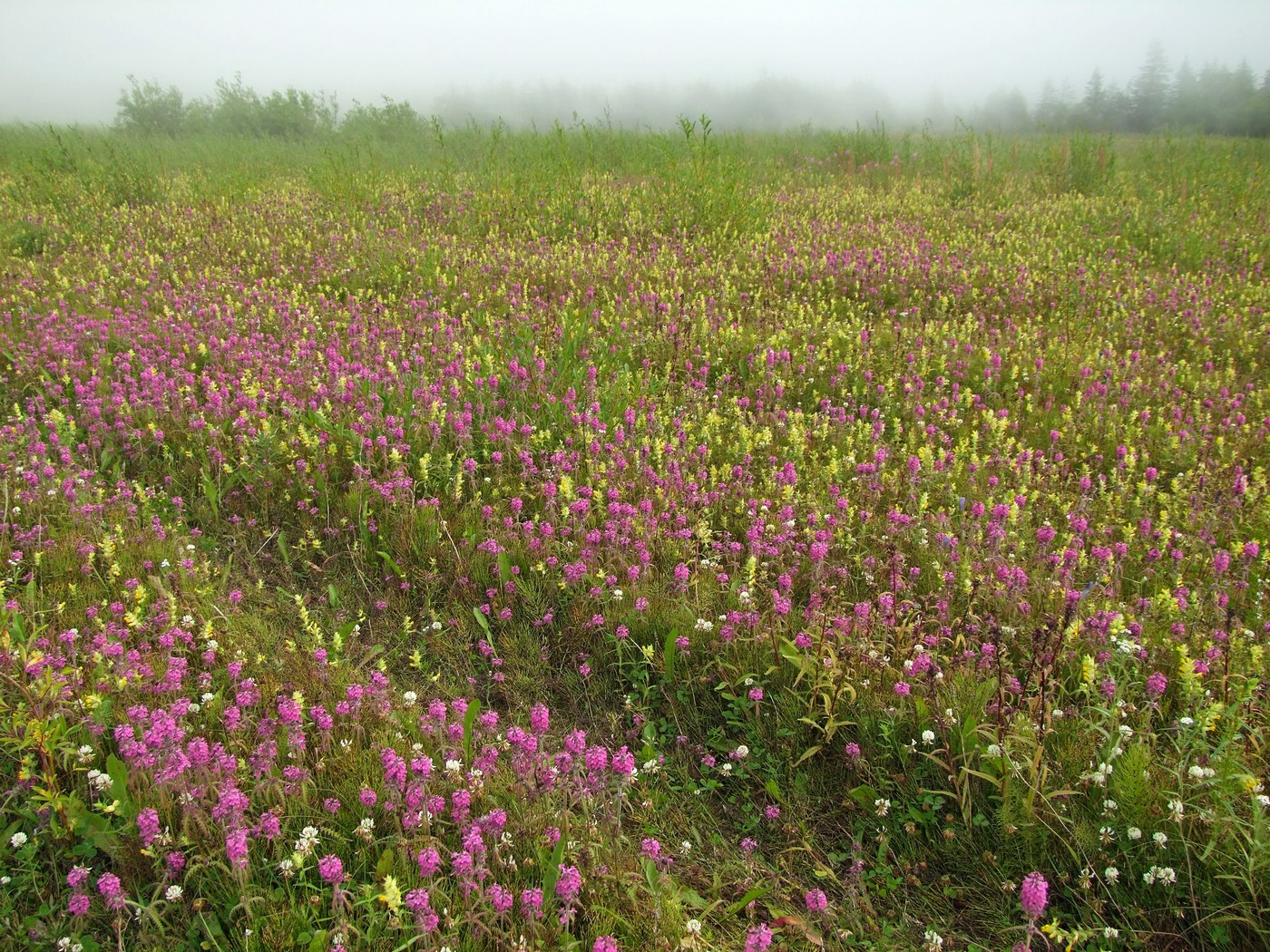 Image of Pedicularis spicata specimen.