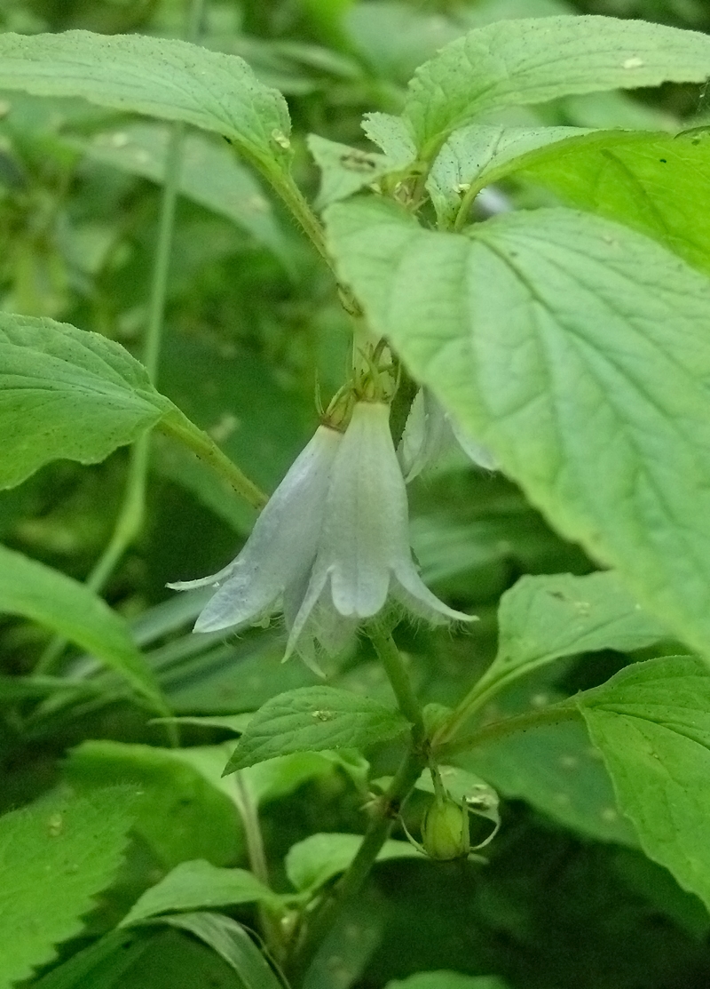 Image of Campanula repens specimen.