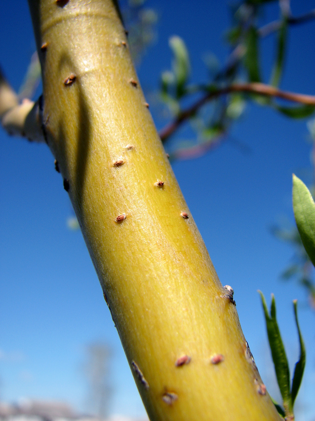 Image of Salix &times; sepulcralis specimen.