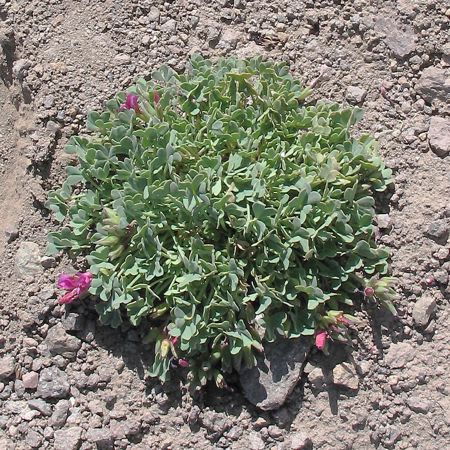 Image of Oxalis squamata specimen.