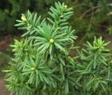 Смотреть изображение Taxus × media