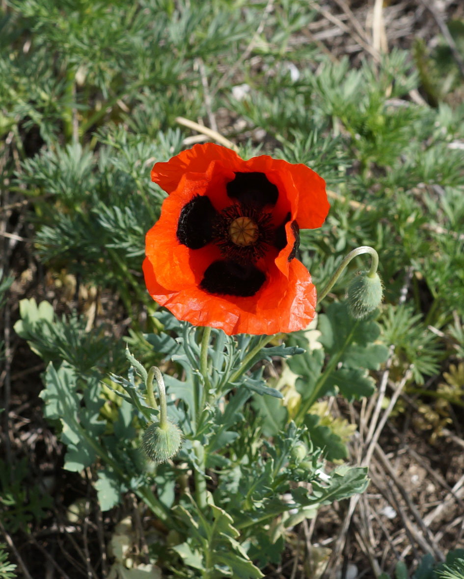 Image of Papaver commutatum specimen.