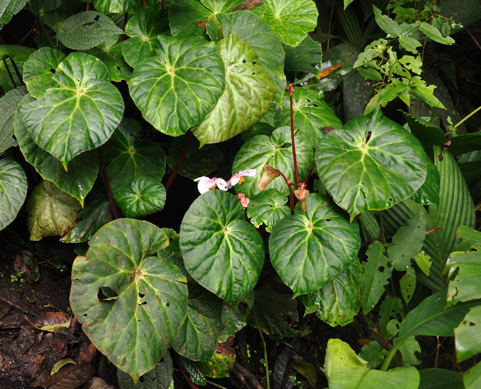 Image of Begonia venusta specimen.