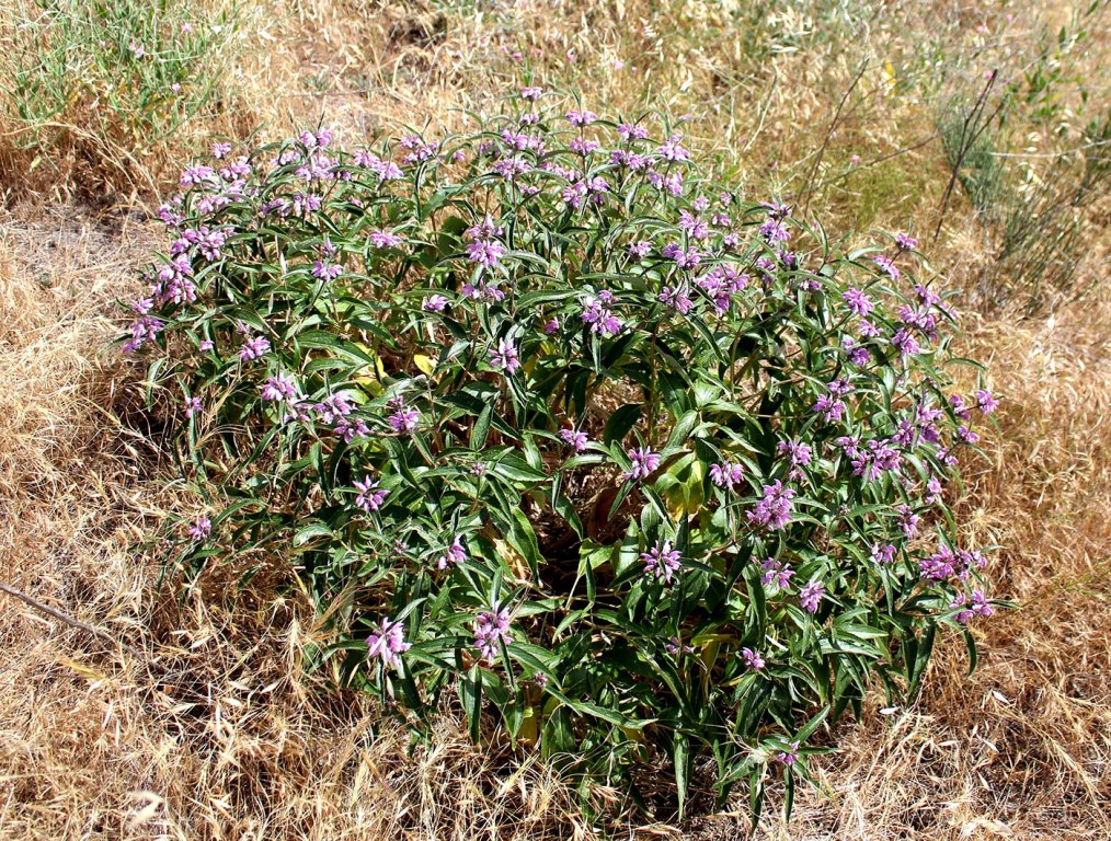 Image of Phlomis kopetdagensis specimen.