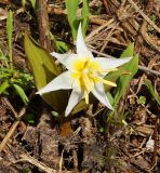 Erythronium krylovii. Цветущее растение с заострёнными концами лепестков. Восточный Казахстан, Глубоковский р-н, окр. с. Тарханка, восточный склон сопки. 25.04.2017.