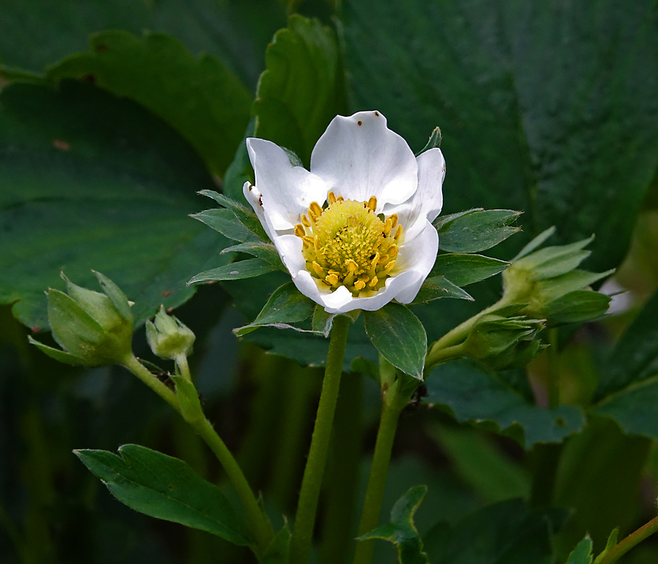 Image of Fragaria &times; ananassa specimen.