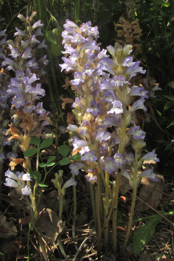 Image of Phelipanche ramosa specimen.