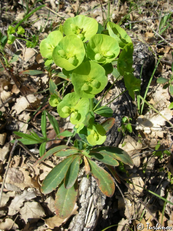 Image of Euphorbia amygdaloides specimen.